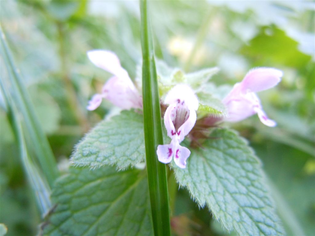 Fiorellini da identificare - Lamium purpureum